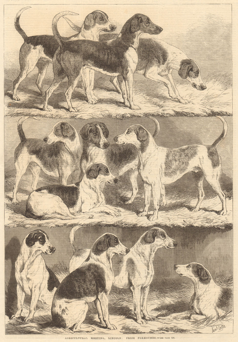 Agricultural meeting, Lincoln: prize foxhounds. Lincolnshire. Dogs 1869 print